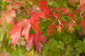 Image showing Fall, Just Falling