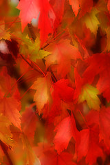 Image showing Fall Leaves 2