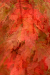 Image showing Fall Leaves 3