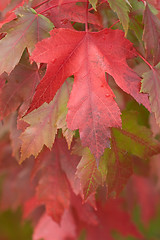 Image showing Fall Leaves