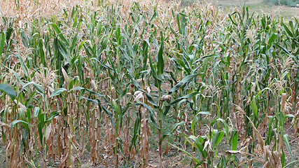 Image showing Maize Field