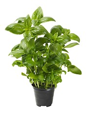 Image showing Basil in pot