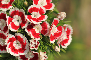 Image showing red and white flowers