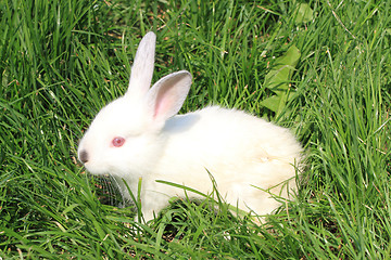 Image showing small rabbit in the grass