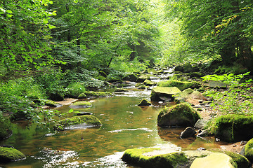 Image showing river in the green spring forest