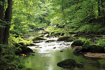 Image showing river in the green spring forest