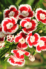 Image showing red and white flowers