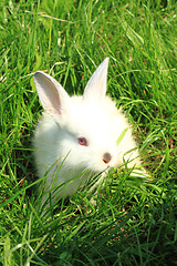 Image showing small rabbit in the grass