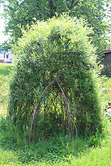 Image showing wicker house from green plants