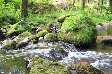 Image showing river in the green spring forest