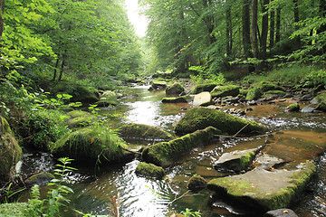 Image showing river in the green spring forest