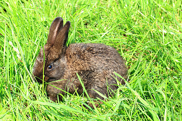 Image showing small rabbit in the grass