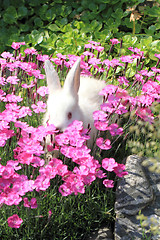 Image showing rabbit in the violet flowers