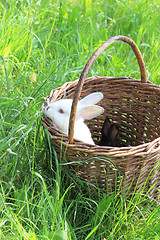 Image showing small rabbit in the grass