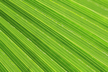 Image showing green palm tree texture