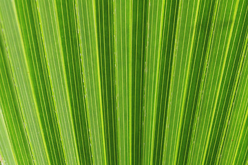 Image showing green palm tree texture