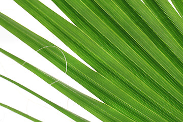 Image showing green palm tree texture