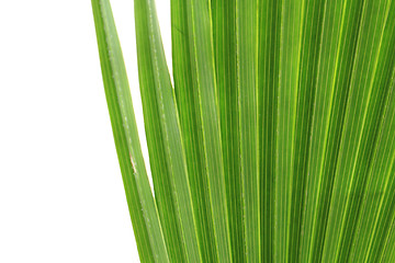 Image showing green palm tree texture