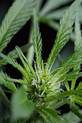 Image showing Marijuana plant close up