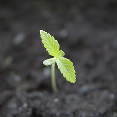 Image showing Marijuana seedling close up