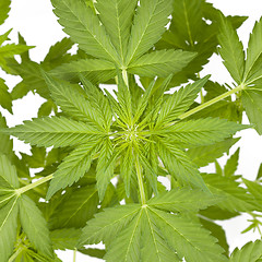 Image showing Marijuana plant isolated