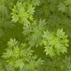 Image showing Marijuana seamless background