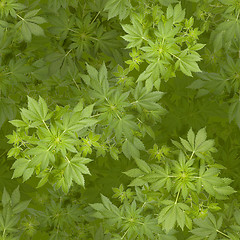 Image showing Marijuana seamless background