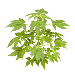 Image showing Marijuana plant isolated