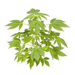 Image showing Marijuana plant