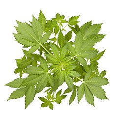 Image showing Marijuana plant isolated