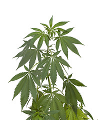 Image showing Marijuana plant on white