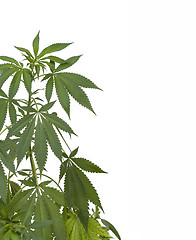 Image showing Marijuana plant on white