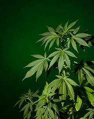 Image showing Marijuana plant background