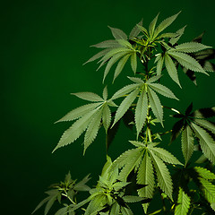 Image showing Marijuana plant background