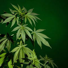 Image showing Marijuana plant background