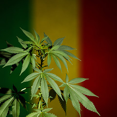 Image showing Marijuana plant on rastafarian flag background.