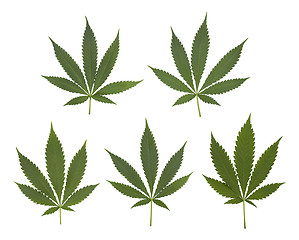 Image showing Set of cannabis leaves set