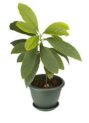 Image showing Avocado plant in a pot