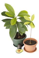 Image showing Two avocado plants and fruits