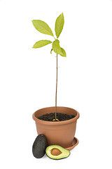 Image showing Avocado plants and fruits