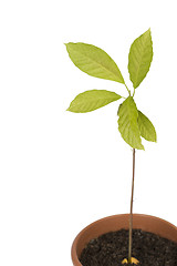 Image showing Avocado plant on white