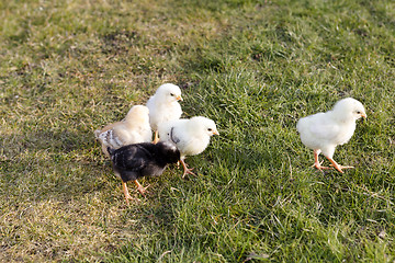 Image showing Newborn chicken on a meadow