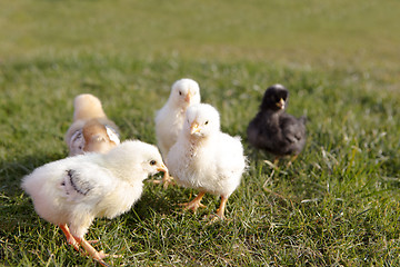 Image showing Newborn chicken on a meadow