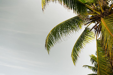 Image showing cocoa palm tree and blue sky