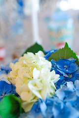 Image showing Close-up of Hydrangea flowers