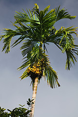 Image showing green date palm