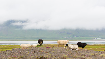 Image showing Herd of sheep in a field 