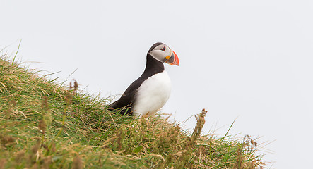 Image showing Colorful Puffin isolated in natural environment