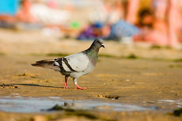 Image showing Pigeon on the beach