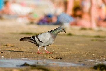 Image showing Pigeon on the beach